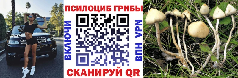 магазин  наркотиков  Горно-Алтайск  Галлюциногенные грибы GOLDEN TEACHER 