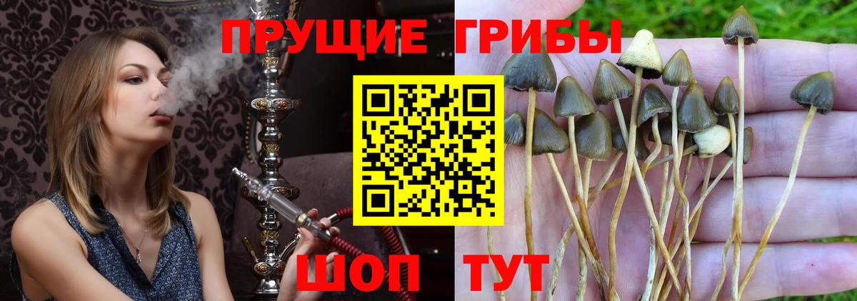 Псилоцибиновые грибы прущие грибы Горно-Алтайск